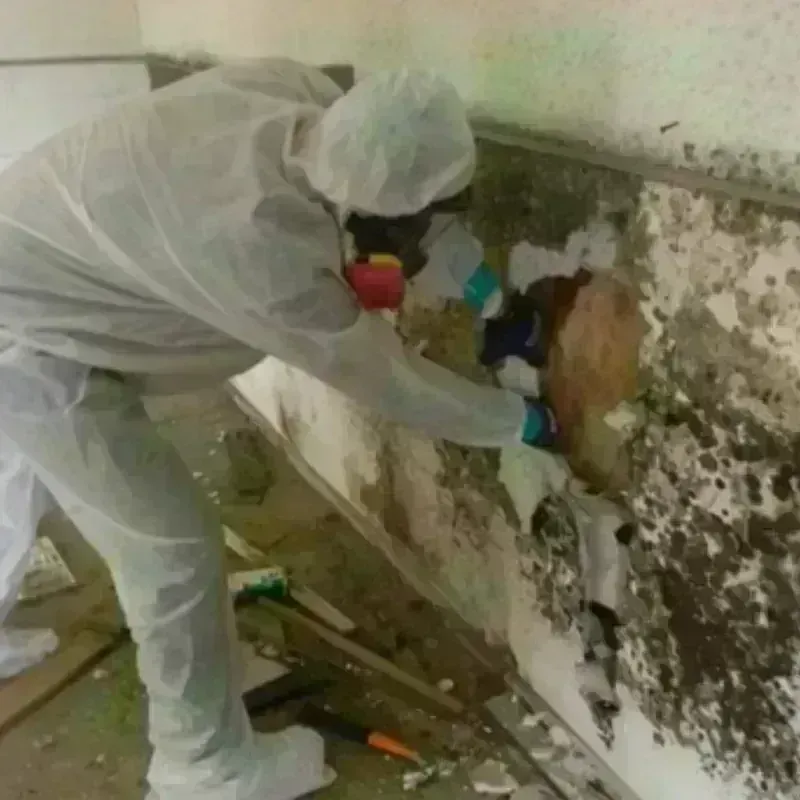 Mold Remediation and Removal in Long Creek, IL